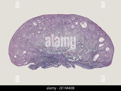 Querschnitt Schnitt von menschlichen Körperzellen unter einem wissenschaftlichen Mikroskop Stockfoto