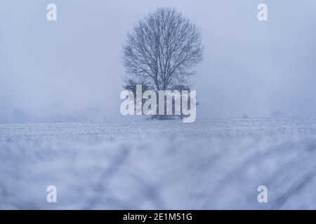 Rattelsdorf, Deutschland. Januar 2021. In der winterlichen Landschaft bei Rattelsdorf ragt ein eineinziger Baum hervor. Quelle: Nicolas Armer/dpa/Alamy Live News Stockfoto