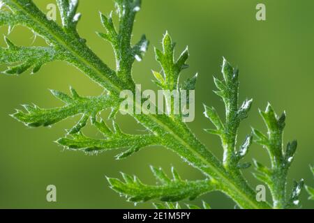 Schafgarbe, Blatt, Blätter, Stachelborsten am Ende der Fiederblätter, Gewöhnliche Schafgarbe, Wiesen-Schafgarbe, Schafgabe, Achillea millefolium, ya Stockfoto