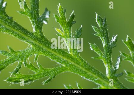 Schafgarbe, Blatt, Blätter, Stachelborsten am Ende der Fiederblätter, Gewöhnliche Schafgarbe, Wiesen-Schafgarbe, Schafgabe, Achillea millefolium, ya Stockfoto
