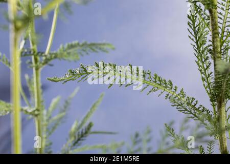 Schafgarbe, Blatt, Blätter, Gewöhnliche Schafgarbe, Wiesen-Schafgarbe, Schafgabe, Achillea millefolium, Schafgarbe, Gemeine Schafgarbe, Blatt, Blätter, Achillée Stockfoto