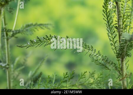 Schafgarbe, Blatt, Blätter, Gewöhnliche Schafgarbe, Wiesen-Schafgarbe, Schafgabe, Achillea millefolium, Schafgarbe, Gemeine Schafgarbe, Blatt, Blätter, Achillée Stockfoto