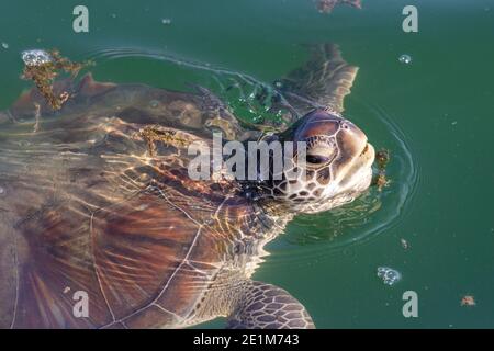 Ein grüner Turle (Chelonia mydas) aus der Nähe über dem Wasser, der einen Atem raubt und Zähne, Kopf und Schale in den tropischen Gewässern des Nahen Ostens zeigt. Stockfoto