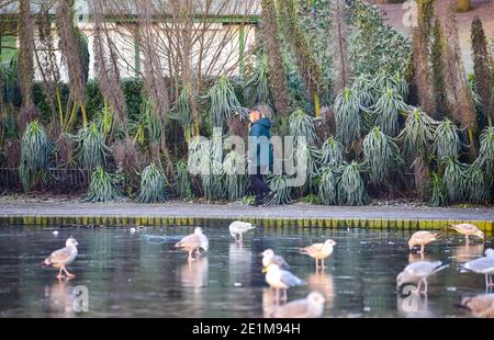 Brighton UK 8. Januar 2021 - Wanderer rund um Queens Park Brighton Teich an einem sehr kalten frostigen Tag im Südosten . Mehr Schnee und Schnee ist für einige Teile von Großbritannien mit eisigen Temperaturen prognostiziert, aber es wird erwartet, dass über das Wochenende warm : Credit Simon Dack / Alamy Live News Stockfoto