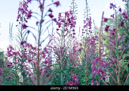 Feld der blühenden sally Blumen oder Ivan Tee, wilde Heilkräuter Tee der Weidenpflanze oder Epilobium Stockfoto