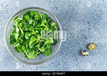 Frische Lämmer Salat oder Mais Salatblätter in Metallsieb auf hellgraue Tischoberfläche. Draufsicht, Kopierbereich Stockfoto