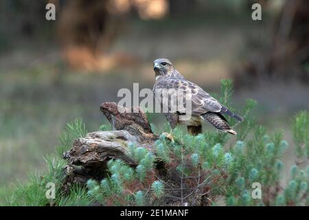 Gemeiner Bussard mit den letzten Abendlichtern in einer Kiefer Wald Stockfoto