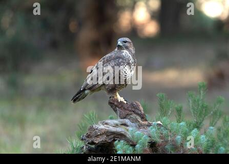 Gemeiner Bussard mit den letzten Abendlichtern in einer Kiefer Wald Stockfoto