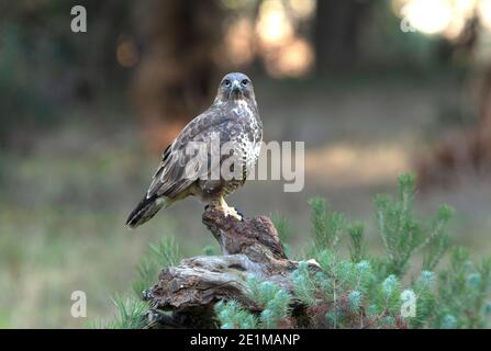 Gemeiner Bussard mit den letzten Abendlichtern in einer Kiefer Wald Stockfoto