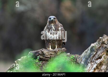 Gemeiner Bussard mit den letzten Abendlichtern in einer Kiefer Wald Stockfoto