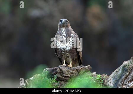 Gemeiner Bussard mit den letzten Abendlichtern in einer Kiefer Wald Stockfoto