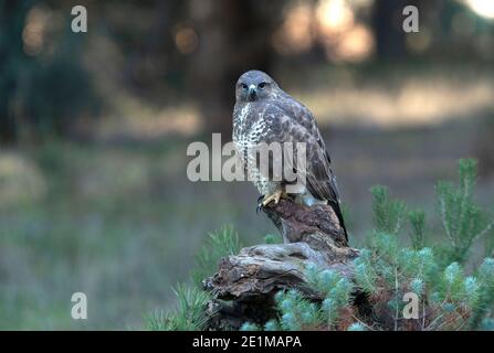 Gemeiner Bussard mit den letzten Abendlichtern in einer Kiefer Wald Stockfoto