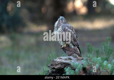 Gemeiner Bussard mit den letzten Abendlichtern in einer Kiefer Wald Stockfoto