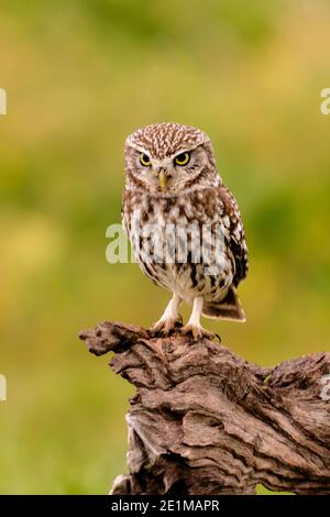 Niedliche kleine Eule auf einem Baumstamm Stockfoto