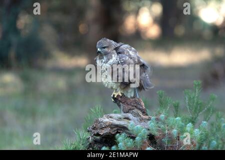 Gemeiner Bussard mit den letzten Abendlichtern in einer Kiefer Wald Stockfoto