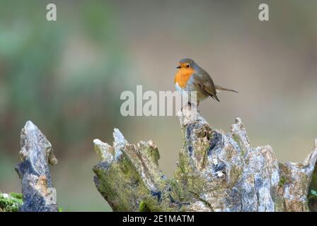 Europäischer Rotkehlchen mit dem letzten Abendlicht in einer Kiefer Wald im Winter Stockfoto
