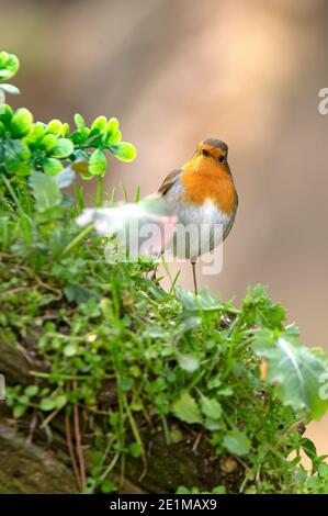 Europäischer Rotkehlchen mit dem letzten Abendlicht in einer Kiefer Wald im Winter Stockfoto