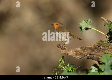 Europäischer Rotkehlchen mit dem letzten Abendlicht in einer Kiefer Wald im Winter Stockfoto