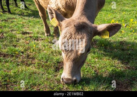 Grasende Kuh auf einer Wiese im Sommer Stockfoto