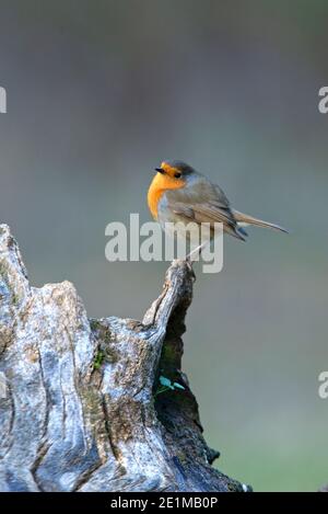 Europäischer Rotkehlchen mit dem letzten Abendlicht in einer Kiefer Wald im Winter Stockfoto