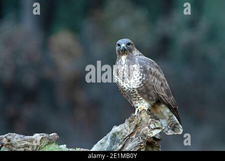 Gemeiner Bussard mit den letzten Abendlichtern in einer Kiefer Wald Stockfoto