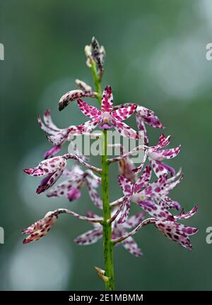 Lila rosa und weiße Blüten der australischen einheimischen fleckigen Hyazinth Orchidee, Dipodium variegatum, Familie Orchidaceae, wächst in Sydney NSW Stockfoto