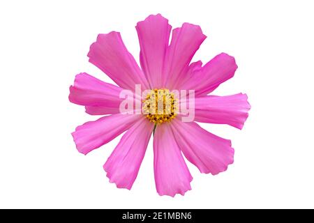 Verträumt rosa Kosmos einzelne Blume isoliert auf weißem Hintergrund Nahaufnahme. Makro mit Softfokus. Pastelltöne im Vintage-Stil. Zart transparent luftig elegant Stockfoto