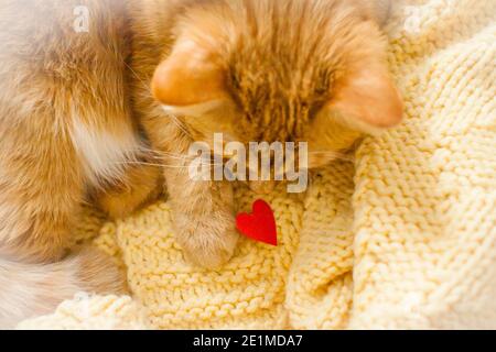 Eine Ingwer-fette Katze schaut mit Interesse auf ein kleines rotes Papierherz. Valentinstag Stockfoto