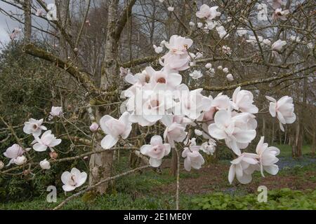 Blass rosa Frühlingsblumen auf einem Laub Campbells Magnolia Baum (Magnolia campbellii 'Charles Raffill') Wächst in einem Woodland Garden in Rural Devon Stockfoto