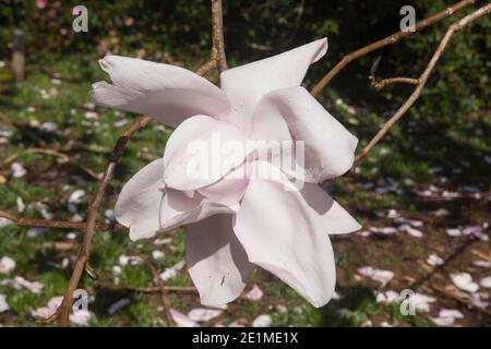 Leuchtend rosa Frühlingsblume auf einem Laub Campbells Magnolia Baum (Magnolia campbellii) wächst in einem Garten in Rural Devon, England, Großbritannien Stockfoto