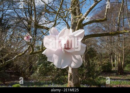 Blass rosa Frühlingsblumen auf einem Laub Campbells Magnolia Baum (Magnolia campbellii 'Charles Raffill') Wächst in einem Woodland Garden in Rural Devon Stockfoto