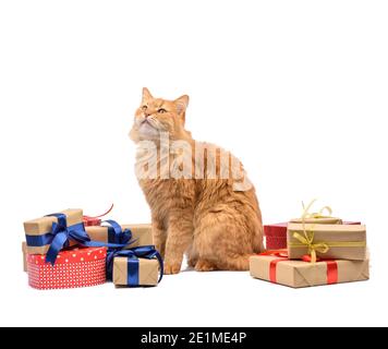 Erwachsene Ingwer Katze sitzt in der Mitte von Schachteln in braunem Papier eingewickelt und gebunden mit Seidenband, Geschenke und ein Tier auf weißem Hintergrund, Geburtstag Stockfoto