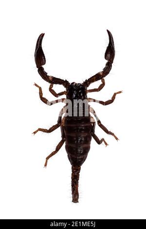 Draufsicht auf jungen asiatischen Waldskorpion in agressiver Verteidigungspose. Isoliert auf weißem Hintergrund. Stockfoto