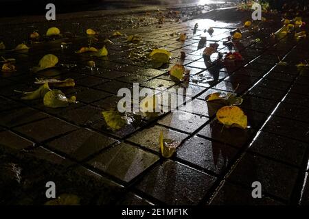 Ein niedriger Winkel Aufnahme von bunten Blättern auf dem nassen Boden im Herbst Stockfoto