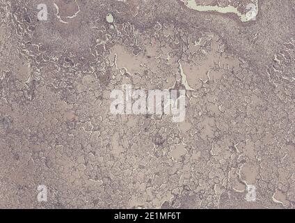Querschnitt Schnitt von menschlichen Körperzellen unter einem wissenschaftlichen Mikroskop Stockfoto