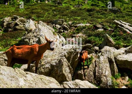 Zwei Bergziegen zwischen Felsen beim Wandern in den Bergen Stockfoto