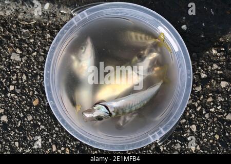 Ein paar Stöckerfische in einem Eimer, frisch gefangen. Stockfoto