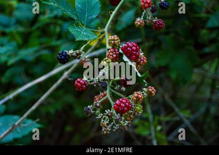 Wilde Brombeere (Rubus plicatus) Fast reife, natürliche Beeren im Wald mit Buokeh Hintergrund Stockfoto