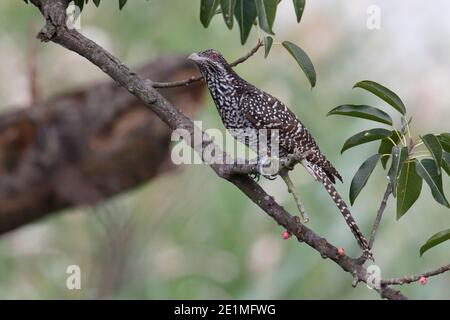 Weiblicher asiatischer Koel (Eudynamys scolopaceus), auf trockenem Ast, Mai Po, New Territories, Hongkong 2. Okt. 2015 Stockfoto