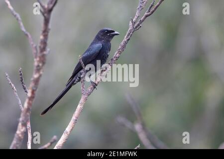 Juvenile Black Drongo (Dicrurus macrocercus), Barching auf trockenem Zweig, New Territories, Hongkong 2. Okt. 2015 Stockfoto