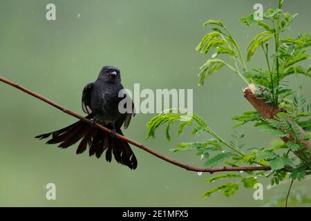 Juvenile Black Drongo (Dicrurus macrocercus), im Herbstregen aufziehen, New Territories, Hongkong 7. Okt. 2015 Stockfoto