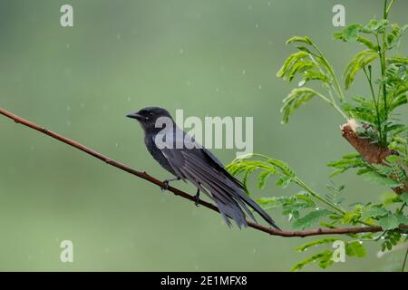 Juvenile Black Drongo (Dicrurus macrocercus), im Sommerregen aufziehen, New Territories, Hongkong 7. Okt. 2015 Stockfoto