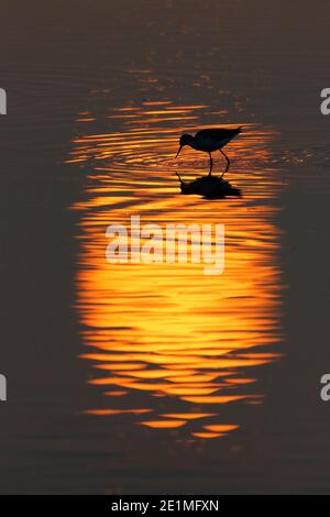 Vertikale Ansicht der Sonnenreflexion mit wader (Common Redshank) Silhouette, Sonnenaufgang im Mai Po Nature Reserve, Hong Kong 8. Oct 2015 Stockfoto