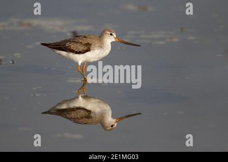 Terek Sandpiper (Xenus cinereus), Mai Po Nature Reserve, Hongkong 13. Aug 2015 Stockfoto