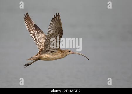 Fernöstlicher Curlew (Numenius madagascariensis), Seitenansicht im Flug, zeigt Unterflügel, Mai Po Nature Reserve, Deep Bay, Hong Kong 28. Oct 2015 Stockfoto