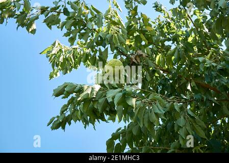 Maclura pomifera Zweig mit mehreren Früchten Stockfoto