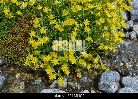 Saxifraga aizoides gelbe Blüten Stockfoto