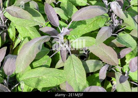 Purpursalbei (Salvia officinalis 'Purpurascens') eine Sommerblütenkräuterpflanze, Stock-Foto-Bild Stockfoto