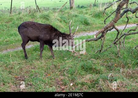 Männlicher Hirsch Sika Deer oder Cervus Nippon oder japanischer Hirsch, der während der Rutschsaison am Boden schnüffelt, Killarney National Park, County Kerry, Irland Stockfoto