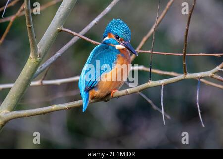 Ein männlicher Eisvogel sitzt auf seinem Fischfang Barsch über dem Strom unten an einem Wintertag Stockfoto